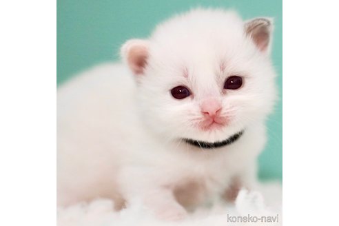 成約済の東京都のラグドール-110883の4枚目